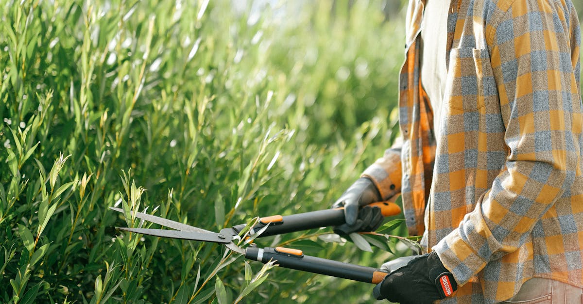 Lawn Maintenance in Chandler